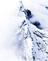 Shikhar Travels Guided expedition to Carstensz Pyramid